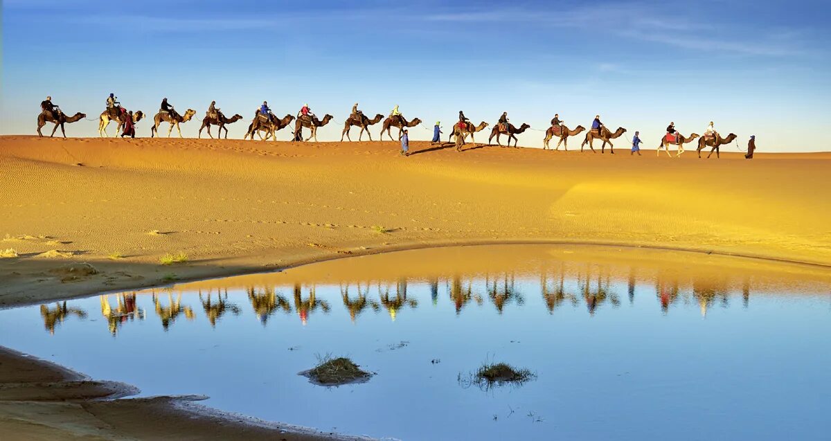 Верблюд в пустыне. Караван в пустыне. Верблюды Караван. Караван верблюдов. Залив караван