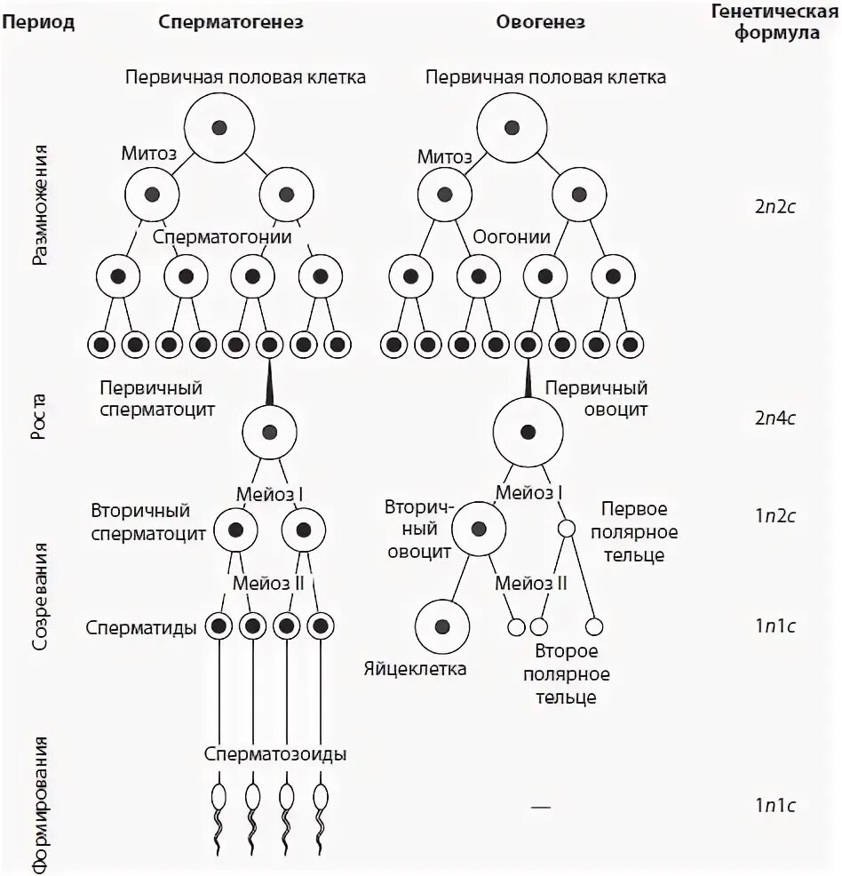 Деление характерное для половых клеток. Схема сперматогенеза и овогенеза. Набор генетического материала и Тип половых клеток. Периоды сперматогенеза таблица. Фазы сперматогенеза таблица.