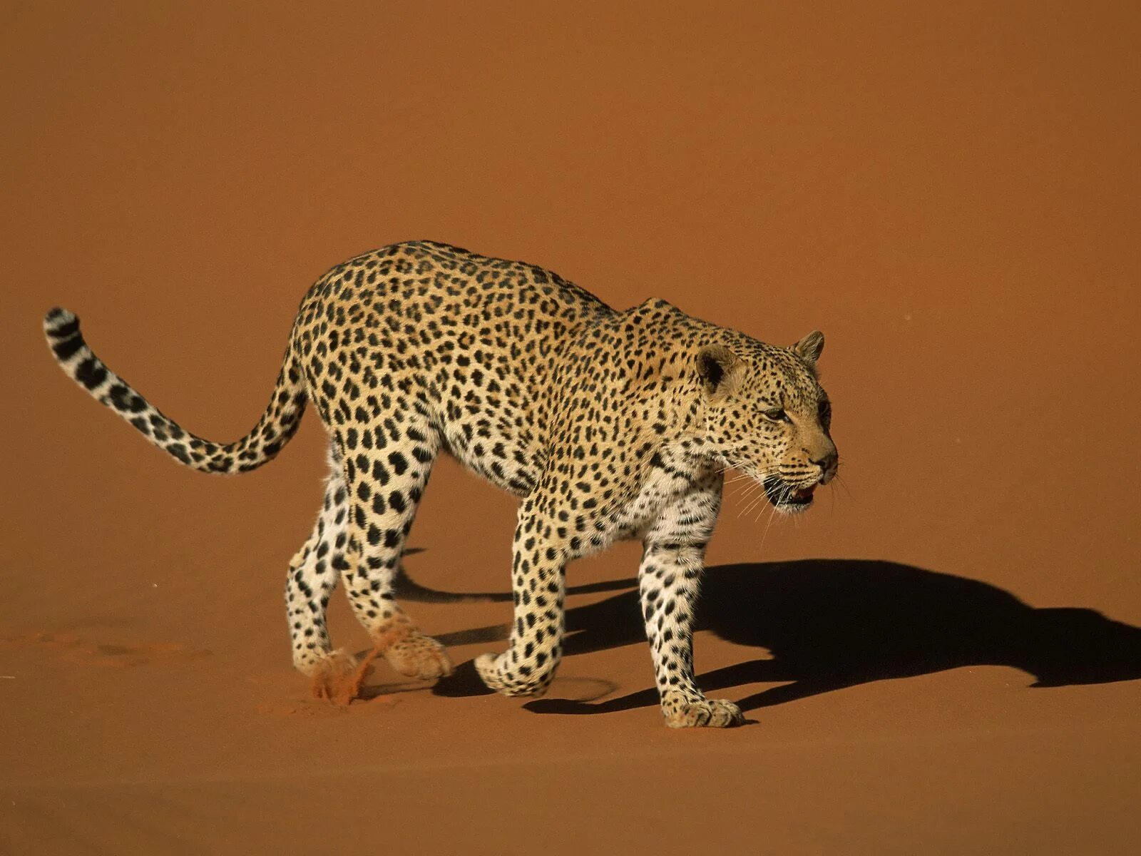 Пустынные хищники. Цейлонский леопард. Сахарский гепард. Леопард в пустыне. Гепард в пустыне.