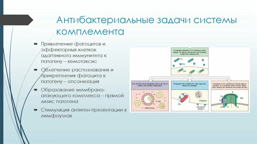 Комплемент иммунитет. Антибактериальные задачи системы комплемента:. Система комплемента хемотаксис. Система комплимент иммунитет. Система комплемента иммунитет.