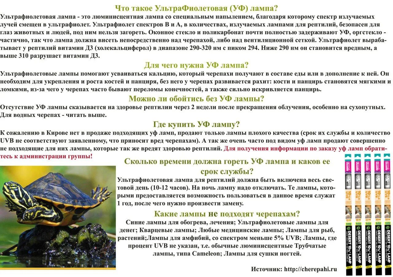 Аквариумная черепаха красноухая. Книга про красноухих черепах. Презентация про красноухих черепах. Что нужно для содержания черепахи. Рацион питания черепахи.