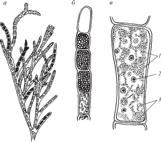 Клетка бурой водоросли. Кладофора строение клетки. Кладофора Тип таллома. Кладофора строение строение. Кладофора строение таллома.