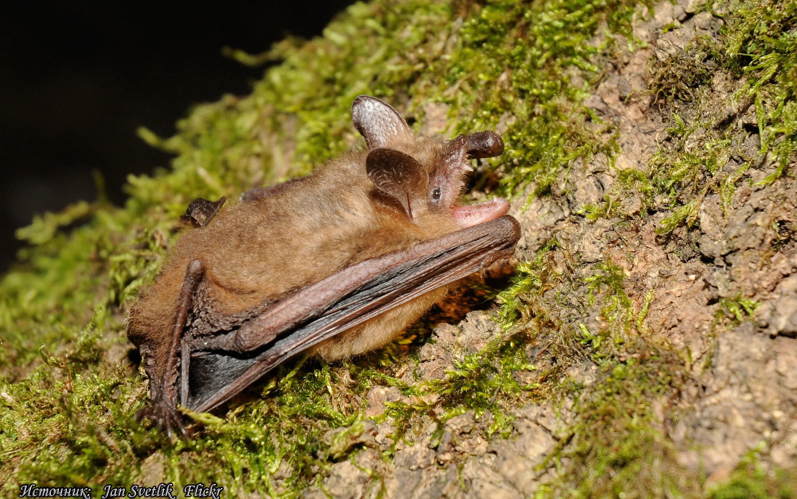 Трехцветная ночница. Летучая мышь ночница. Степная ночница. Myotis emarginatus. Ночница красная книга