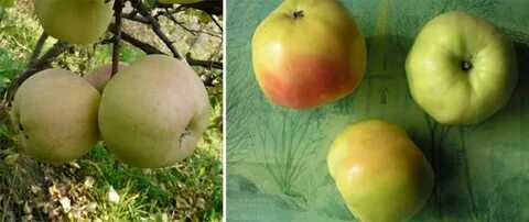Яблоня куйбышевская описание фото