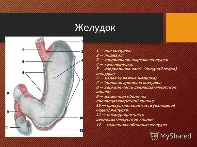 Второй пищевод