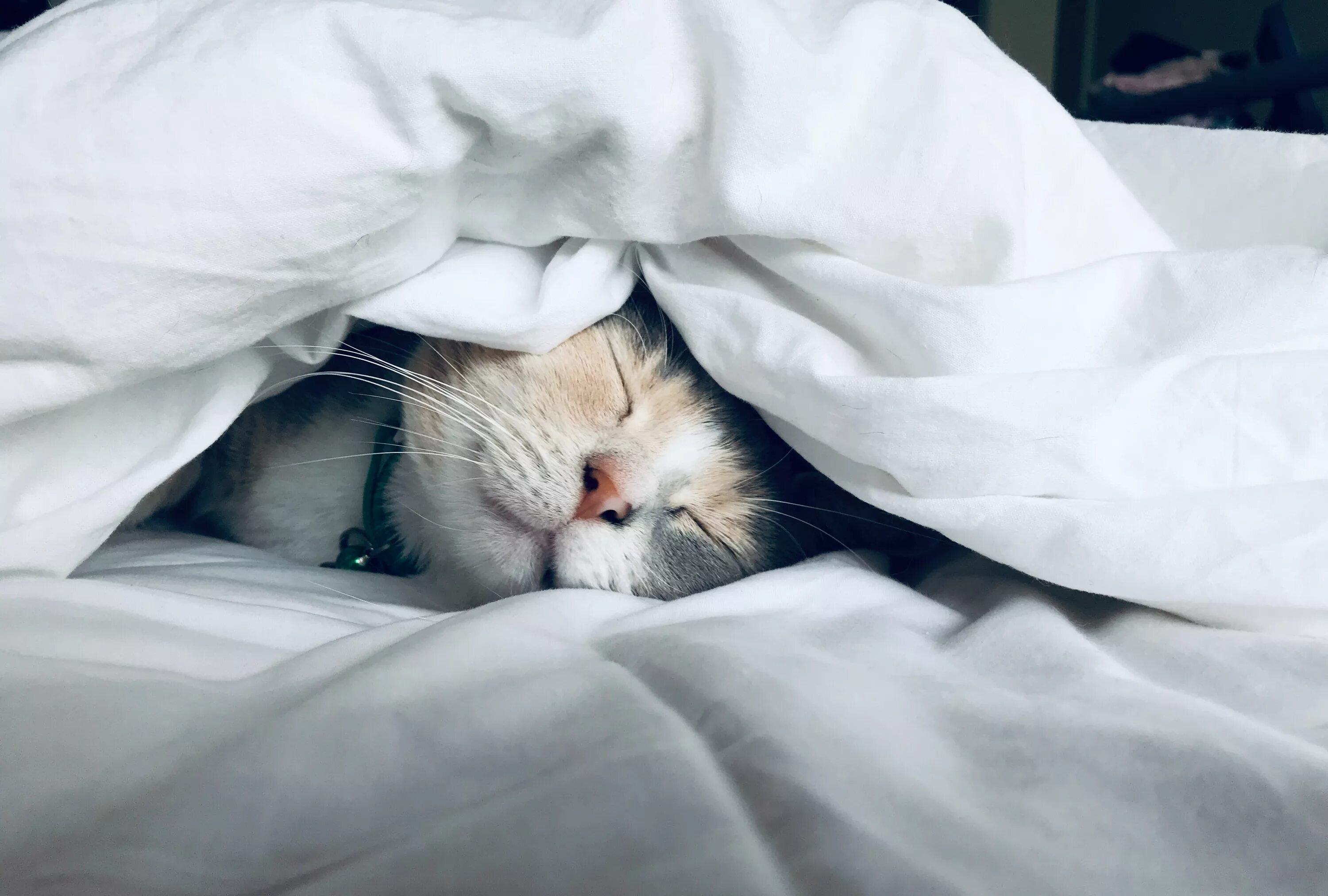 Под одеялом как пишется. Кот под одеялом. кот в одеяле. спит под одеялом. кот спит под одеялом.