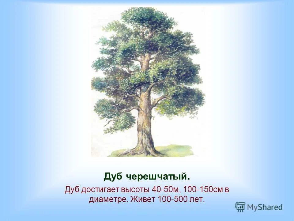 Высота дуб чере́шчатый. Дуб черешчатый высота. Дуб высота дерева. Дуб Размеры. Средний срок жизни дуба составляет около пятьсот