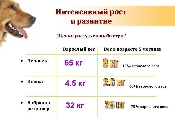 Сколько весит щенок овчарки в 2 месяца. До какого возраста растут собаки крупных пород овчарки немецкие. вес и рост щенка немецкой овчарки в 6 месяцев. до какого возраста растут собаки. средний возраст собак.