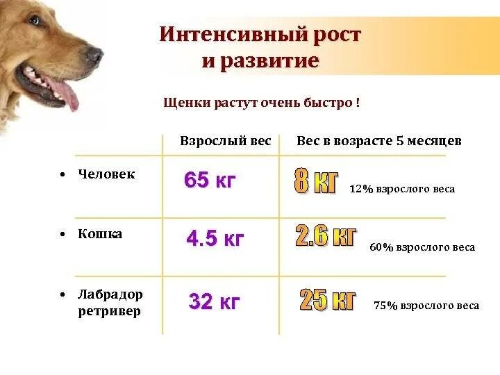 Сколько весит овчарка в год. До какого возраста растут собаки крупных пород овчарки немецкие. Щенка немецкой овчарки вес по возрасту. Немецкая овчарка кобель 1 год Возраст. Немецкая овчарка параметры по возрасту таблица.