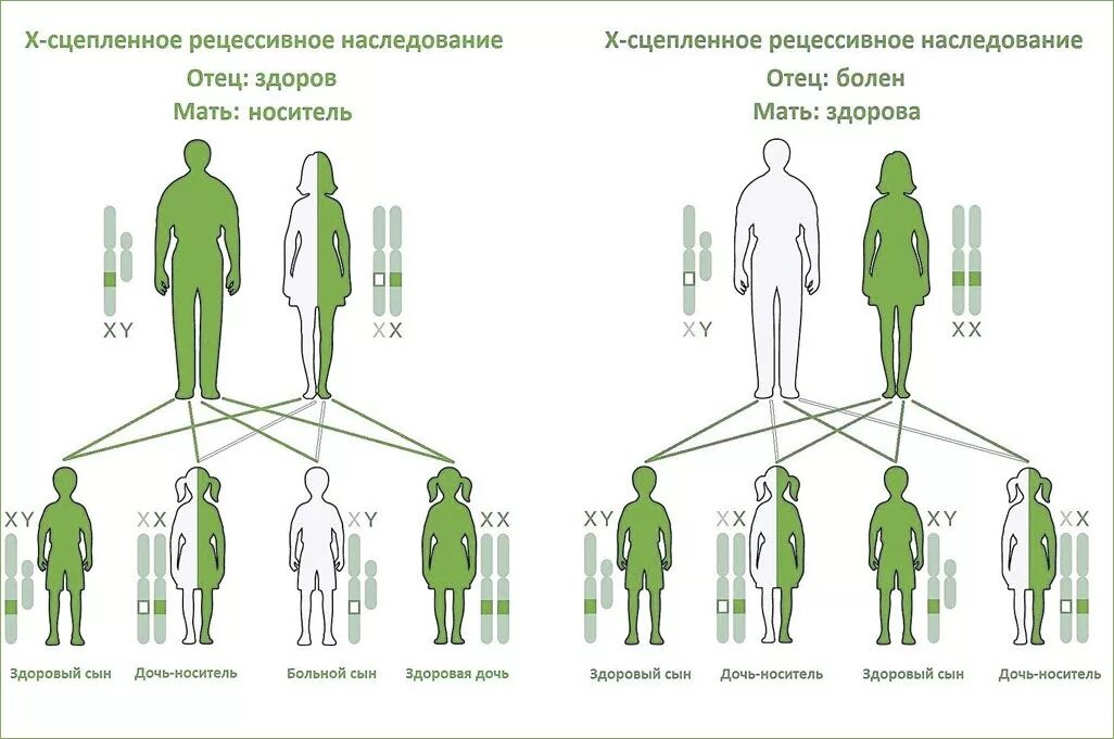 Передается по наследству вырабатывается после перенесения
