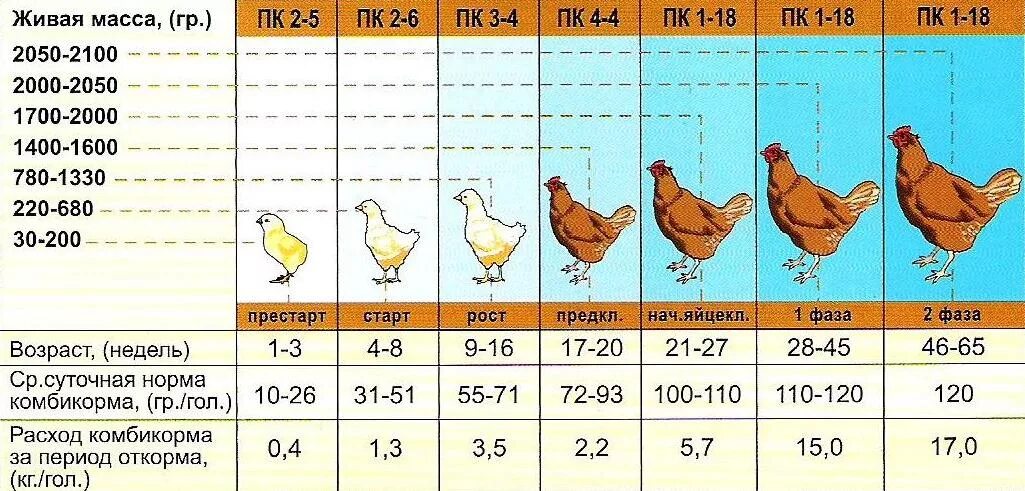 Куры несушки сколько грамм корма