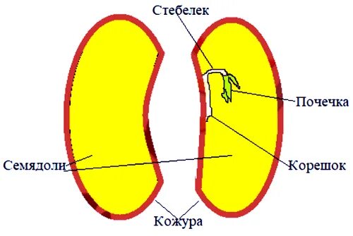 Стебелек почечка корешок семядоли. Корешок семядоля почечка. Лабораторная строение семени фасоли. Строение семени фасоли и кукурузы.