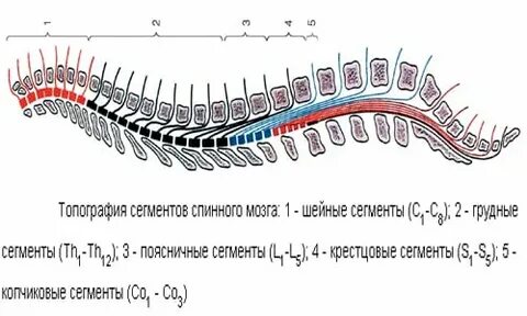 Спинной мозг собаки