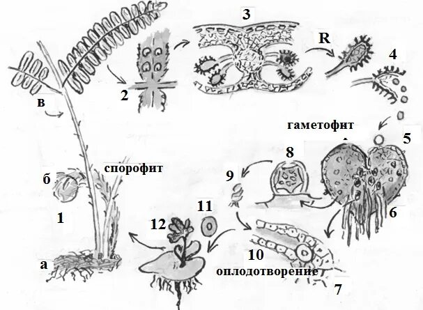 Сорус гаметофит