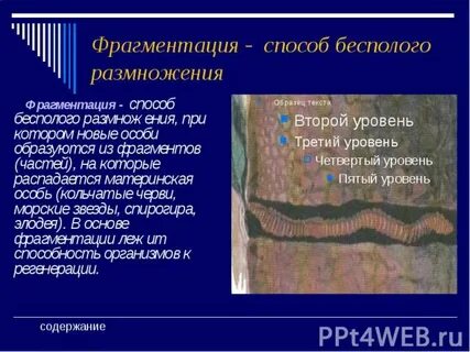 Фрагментация эмбриона