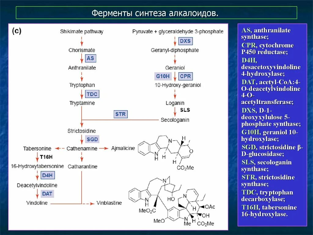 27 синтезы. Синтез ферментов. Синтез амилазы. Ферменты синтезируются. Ферментативный Синтез.