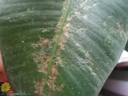 На листьях комнатных растений появились коричневые пятна