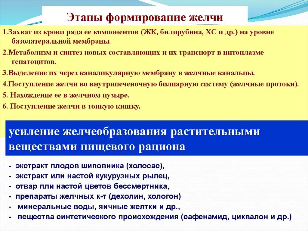 Этапы формирования желчи. Этапы образования желчи. Фазы выработки желчи. Формирует желчь.