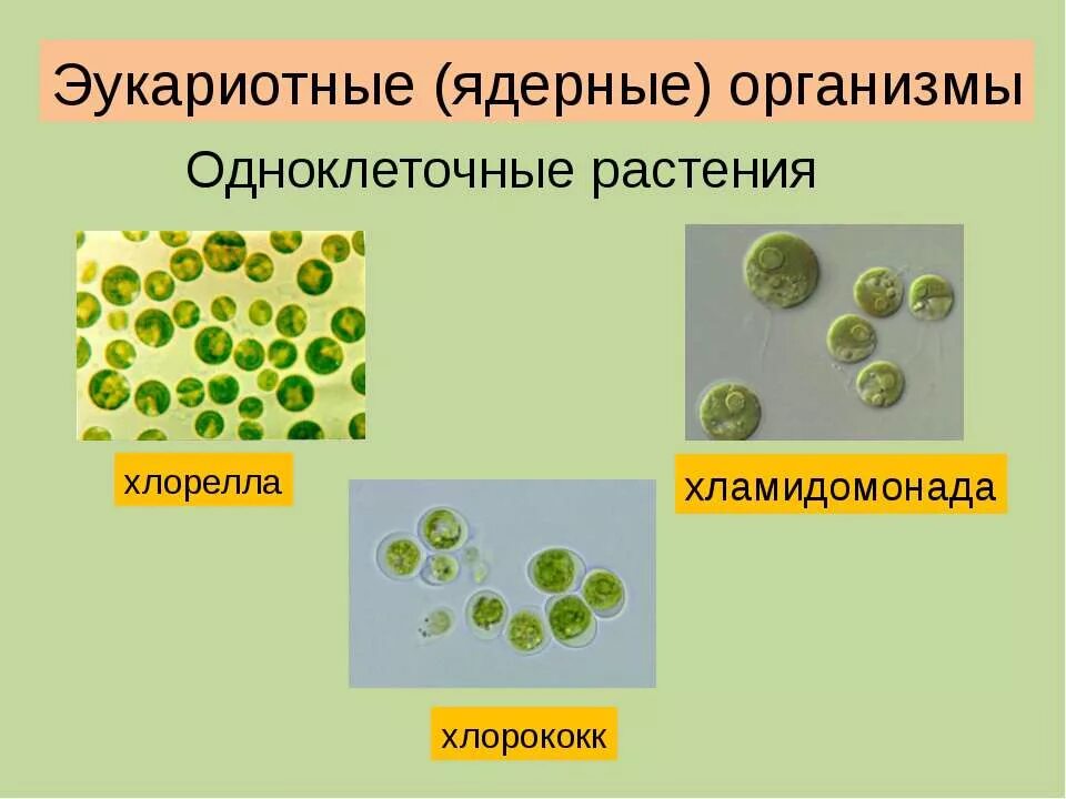 Чем хлорелла отличается от бактерии. Одноклеточные водоросли хлорококк. Одноклеточная водоросль хлорелла. Многообразие растений одноклеточные организмы. Хламидомонада, хлорококк, хлорелла.