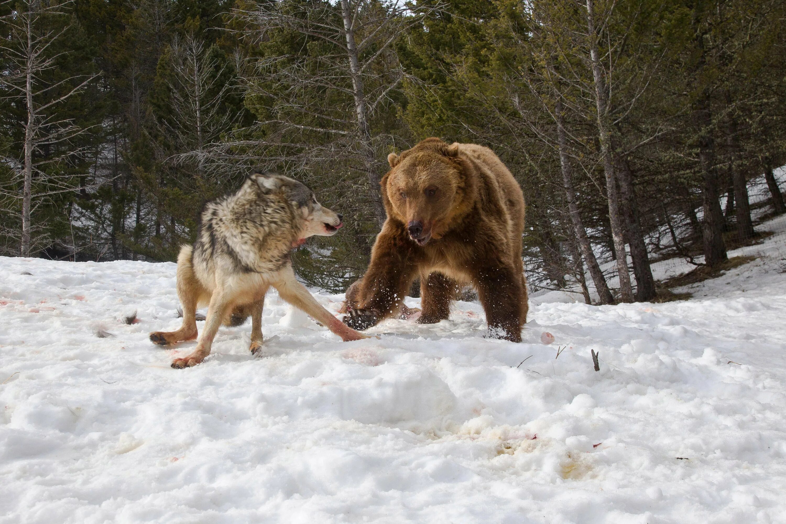 Бои дикий животный. Волки и медведи. Медведь охотится.
