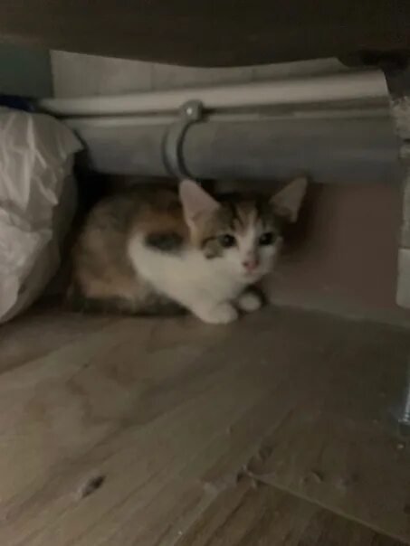 Мак дома нет видимо ротмистр задерживает. Нажми на котика внизу. котик и снизу 5 звезд. как найти котёнка если он дома спрятался.