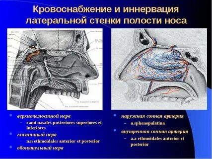 Боковая стенка полости рта