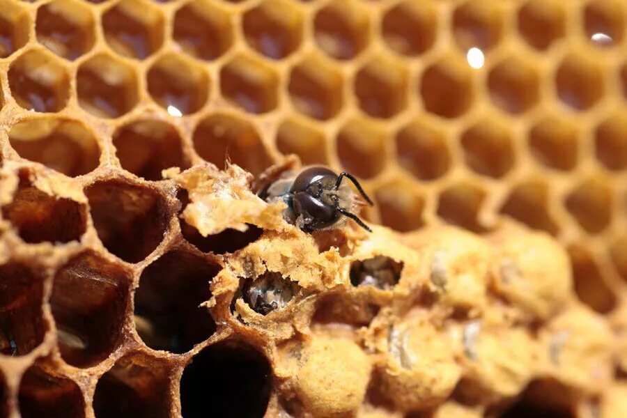 Сота видео. Соты пчел. Пчелиный сот. Сота видео. Медовые соты керион цельзия.