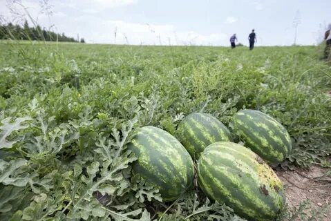 Поле для арбузов и дынь сканворд