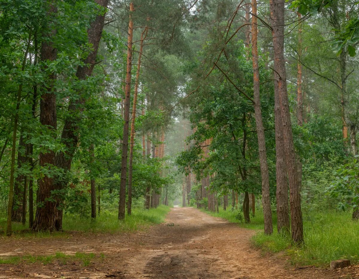 Оживший лес. Звуки леса. Лес шумит. Лес шумел. Лес звуки леса.