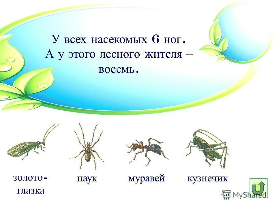 У жука 6 лапок. У всех насекомых 6 ног. Насекомые с шестью ногами. Насекомые с 6 лапками. Шесть лап у насекомых.