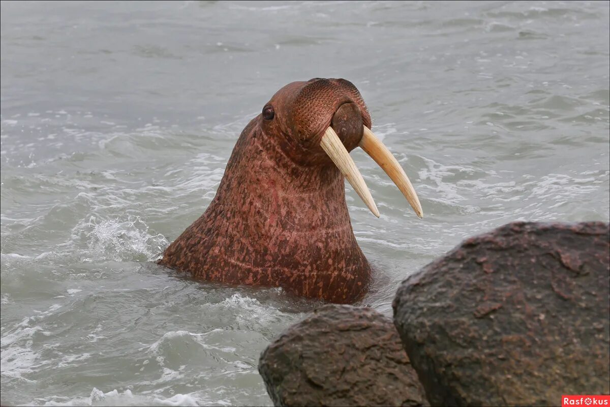 морж маленький. морж в одежде. фауна чукотки. тихоокеанский морж (odobenus rosmarus divergens). морж в парке миниатюр.