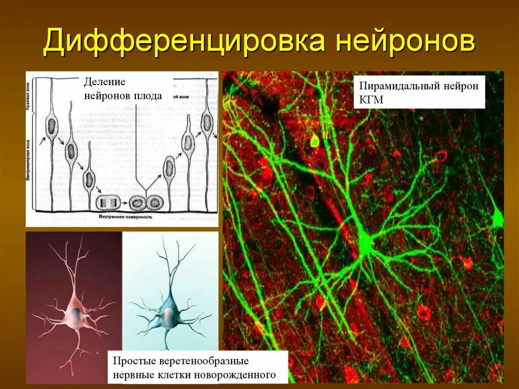 Деление нервных клеток