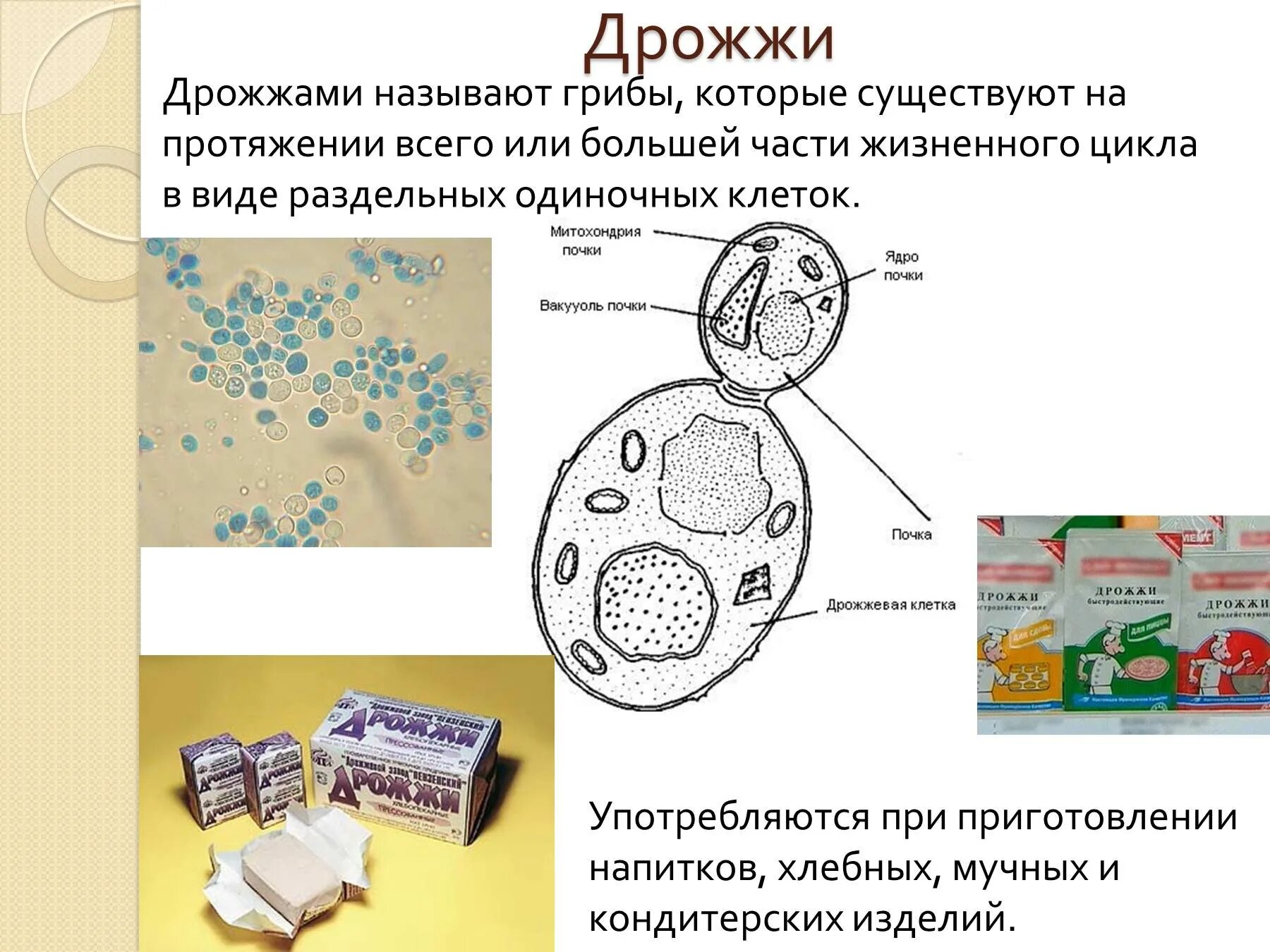 Дрожжи живые организмы. Строение дрожжей грибов. Дрожжи строение. Дрожжи грибы строение. Строение дрожжевых грибов.