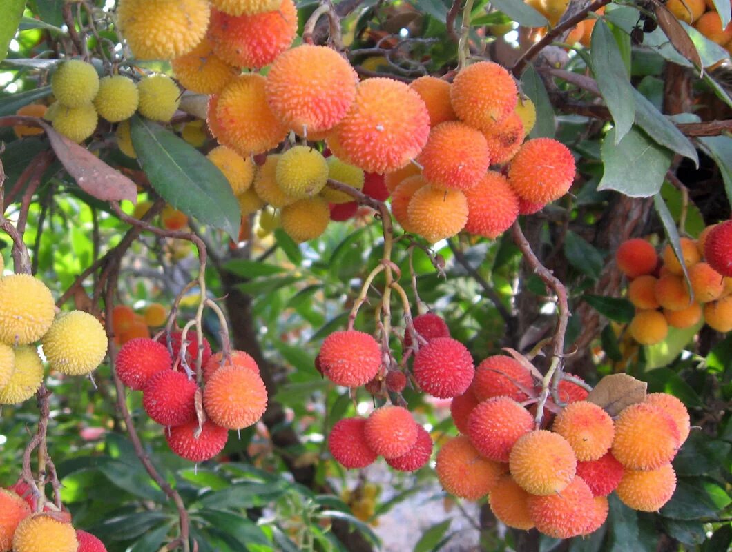 Название съедобных плодов. Питайя кот. Плоды и их названия. Название съедобных плодов. Название съедобных плодов.