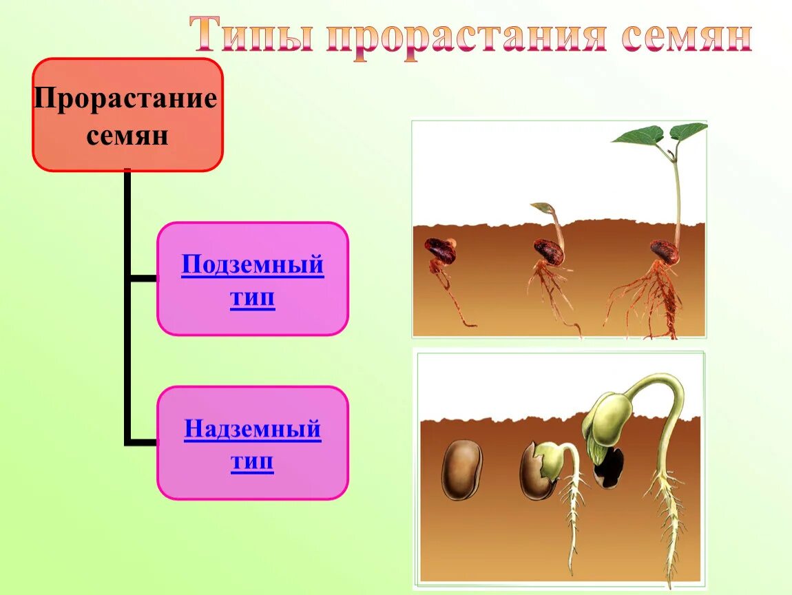 Биология проращивание семян