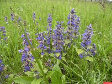 Фото: Другое Полевые цветы! Кубань. Фотограф Anatolii Kononenko. Природа. Фотоса