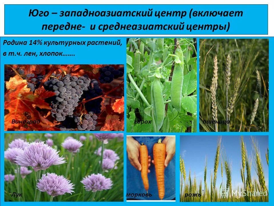 Растение произрастающее в оазисах юго западной азии. Юго Восточноазиатский центр происхождения культурных растений. Юго Западноазиатский центр. Юго Западноазиатский культурные растения. Юго-Западноазиатский центр происхождения культурных растений.