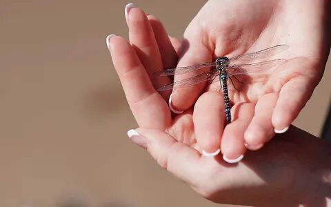К чему залетает стрекоза
