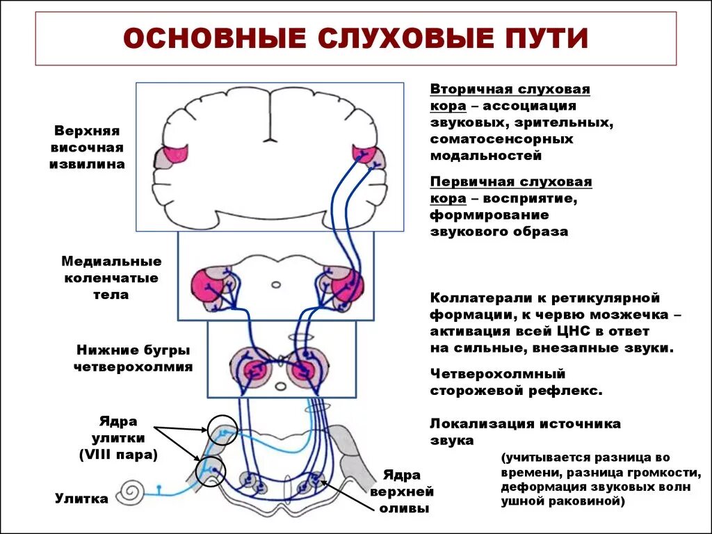 Проводящий путь органа слуха. Проводящие пути слухового анализатора кратко. Проводящие пути звукового анализатора. Строение слухового анализатора проводящие пути. Проводящие пути и корковый отдел слуховой сенсорной системы.