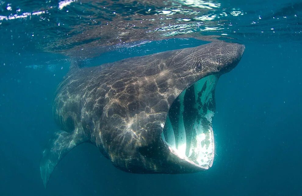 Сама большая акула. Гигантская акула (basking Shark). Cetorhinus Maximus. Cetorhinus Maximus акула. Гигантская (или исполинская) акула.