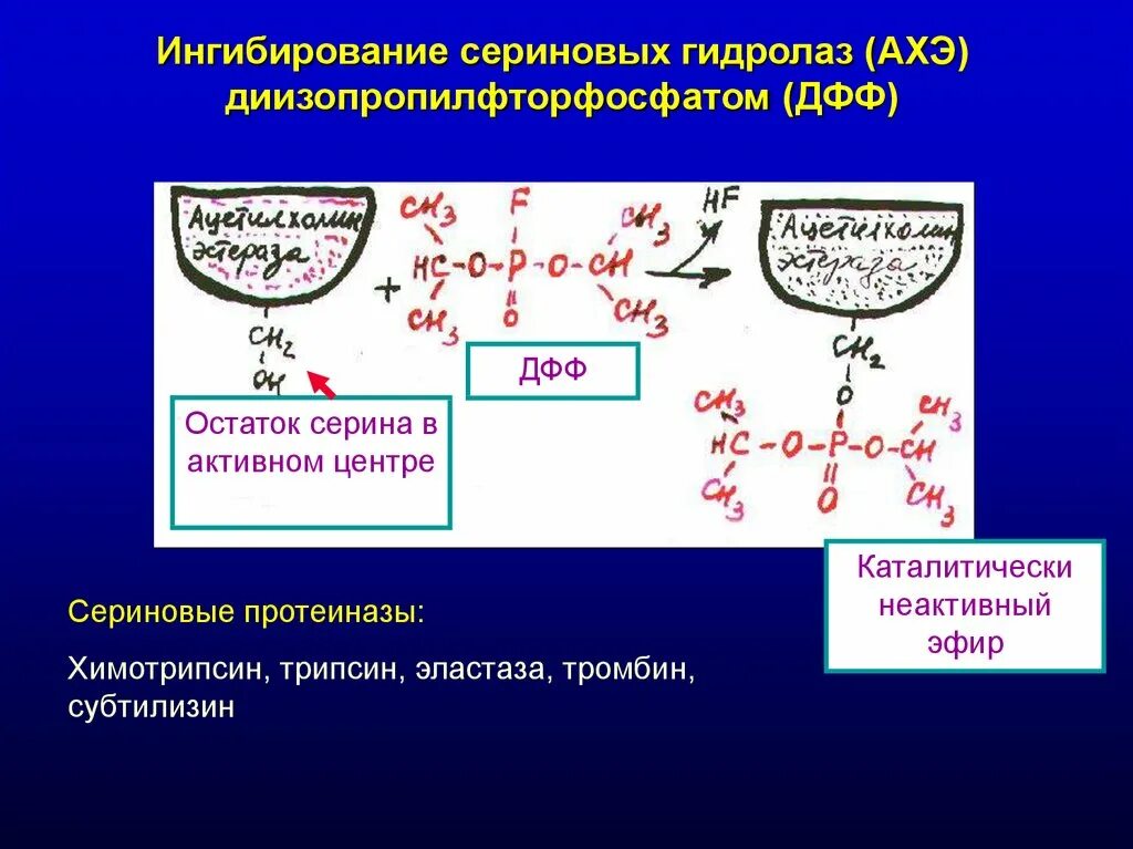 Ингибирование ферментативной реакции