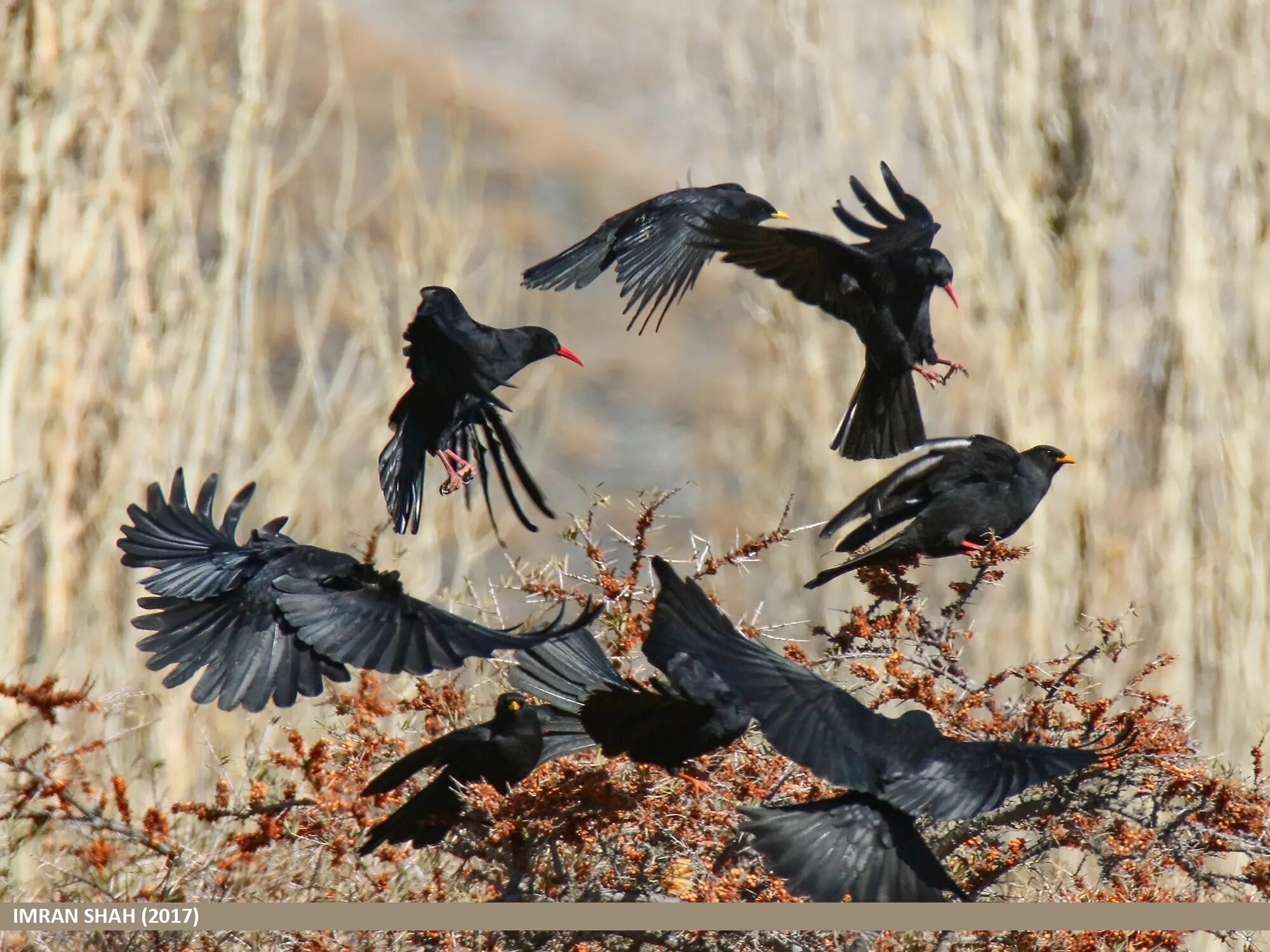 Птица становится на крыло. Pyrrhocorax Pyrrhocorax. Красноногие вороны. Клушица птица. Красноклювый ворон.