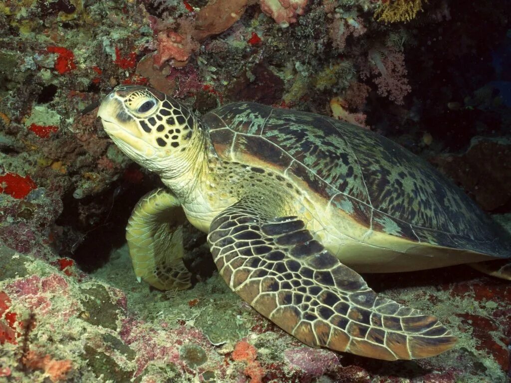 Морские обитатели морская черепаха. Морская черепаха бисса. Черепаха бисса (Каретта). Черепаха Ридлея. Ридлея (оливковая черепаха).