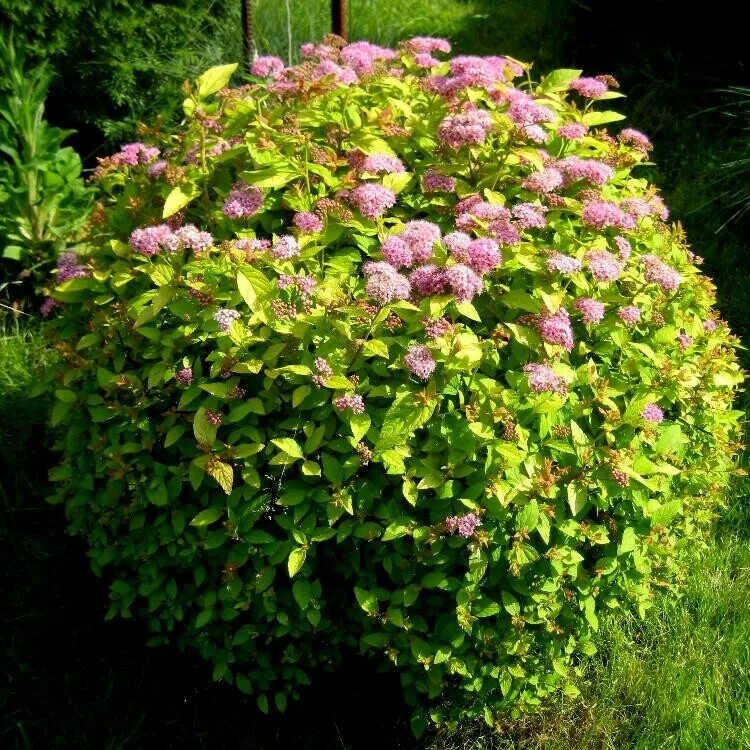 Спирея голден принцесс. Спирея золотая фото. Спирея японская (spiraea japonica `golden princess`). Спирея японская голден. Спирея золотая фото.