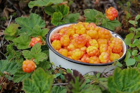 Морошка свойства и применение