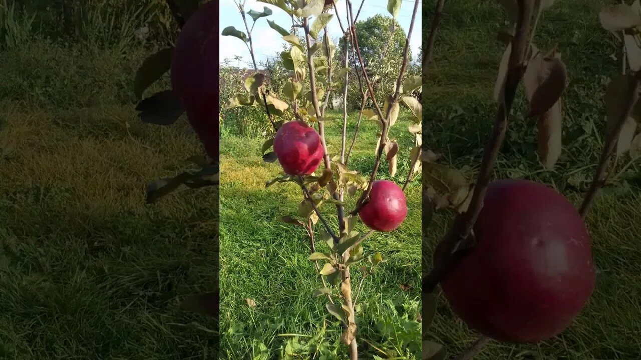 Яблоня Джумбо Помм. Джумбо Помм сорт яблок. Сорт яблони Джумбо Помм. Яблоня джамбо Помм. Яблоня джумбо помм описание