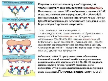 Методы анализа иммуноглобулинов