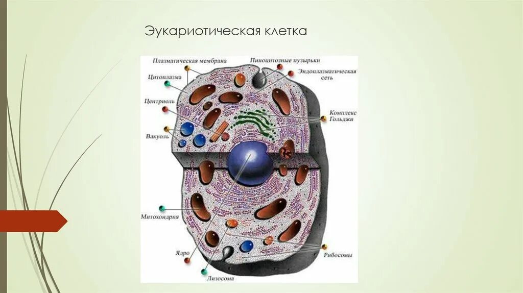 Функции цитоплазмы эукариотической клетки. Строение плазматической мембраны эукариотической клетки. плазматическая мембрана клетки эукариот. плазматическая мембрана клетки эукариот строение. строение клетки эукариот.