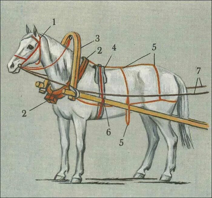 Вожжа попала. Упряжь Пароконная упряжь. Сбруя для оглобельно-дуговой запряжки. Сбруя для запряжки лошади. Конская упряжь, сбруя.
