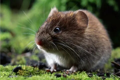 Vole